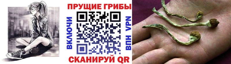 Купить где  Салехард  Псилоцибиновые грибы Magic Shrooms 